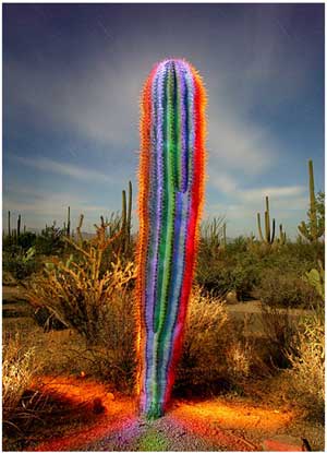 Gay_cactus